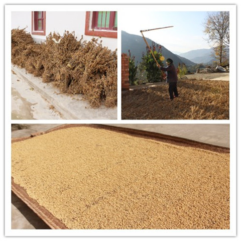 定制户在晾晒黄豆
