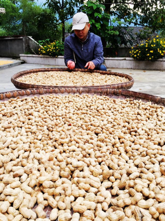 对晾晒的花生进行初步筛选